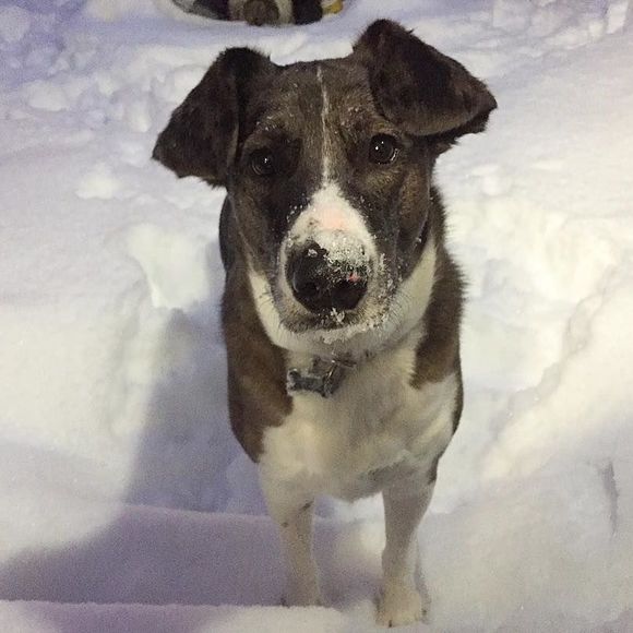 Meet your Posher, El - Picture 1 of 1